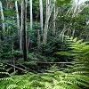 Plants: image 165 Of 208 Thumb